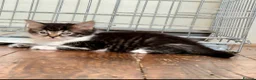 Mixed Breed cats for sale: Adorable Kittens for sale - Advert 19