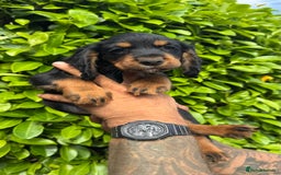 Cocker Spaniel dogs for sale: Cocker spaniels pups looking for a forever 🏡  - Image 4