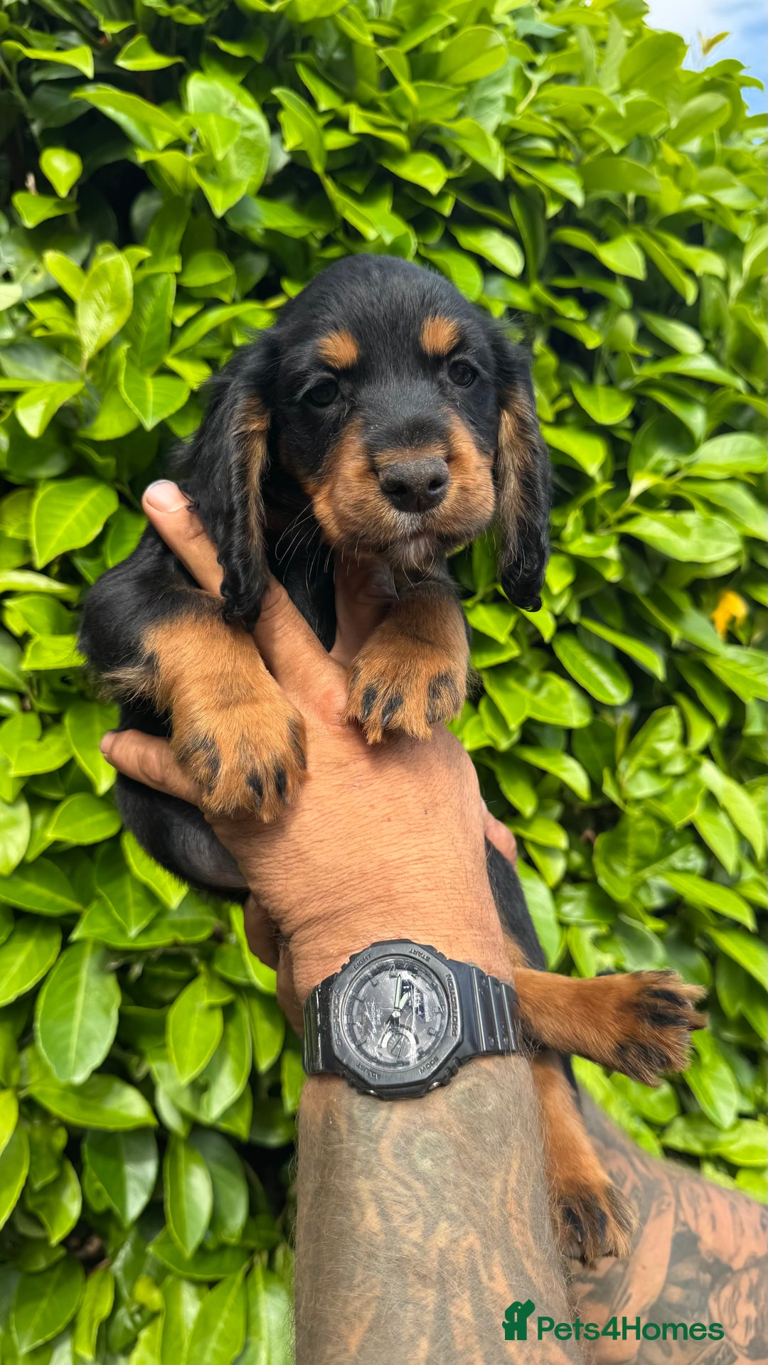 Cocker Spaniel dogs for sale: Cocker spaniels pups looking for a forever 🏡  - Image 4