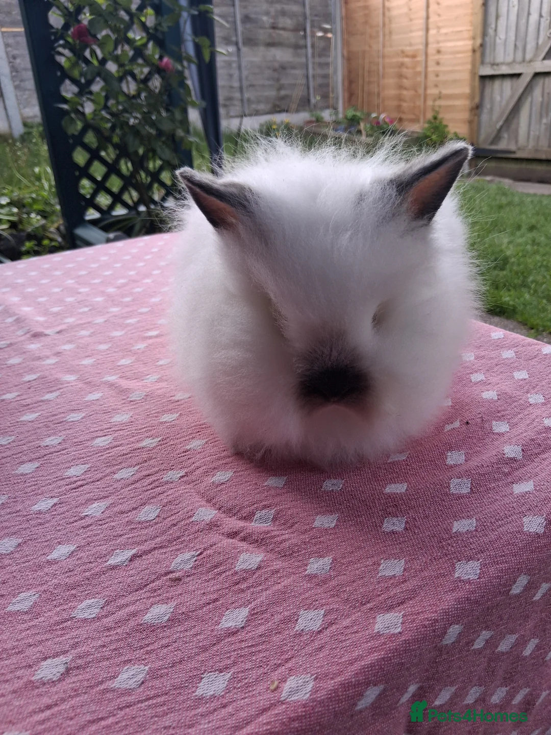 Lionhead rabbits for sale: Lionhead Baby Bunnies  - Advert 2