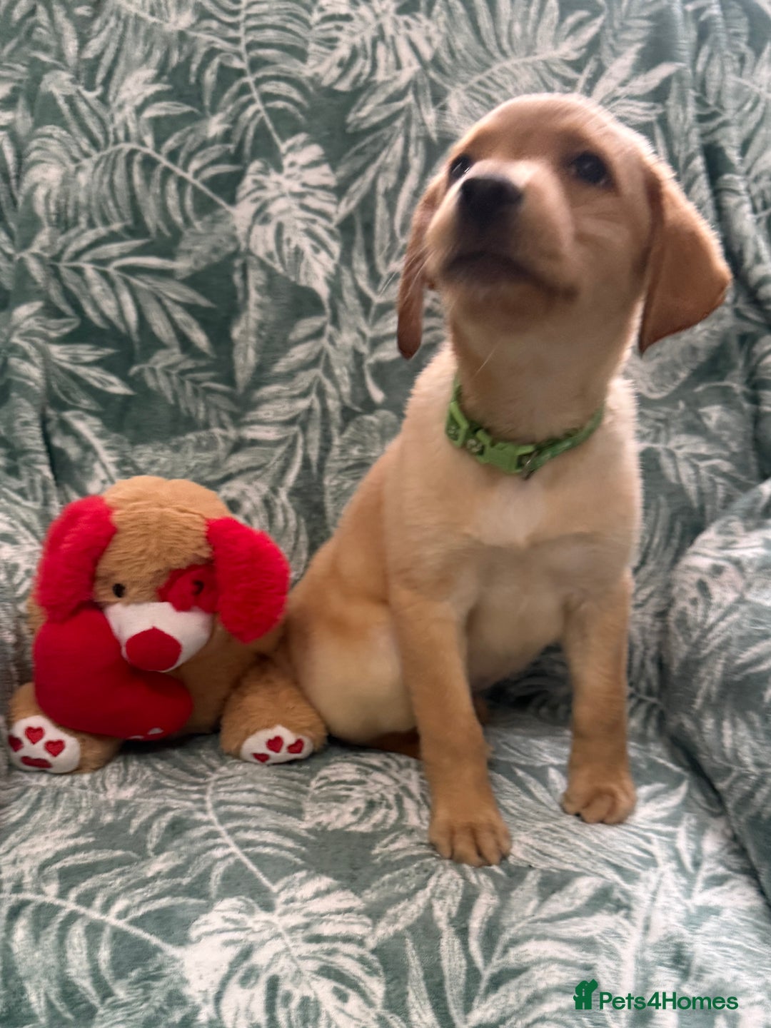 Labrador Retriever dogs for sale: 2 Yellow Females 👀🏡 in Boston - Image 9