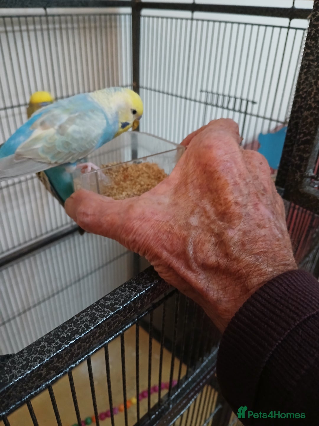 Budgerigars birds for sale: Budgies - Image 4