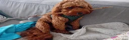 Cavapoo dogs for sale: Extensively health tested cavapoos - Advert 9