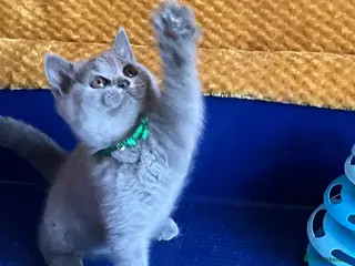British Shorthair cats GCCF registered ChampionBloodline 5GENpedigree BSH - Advert 2