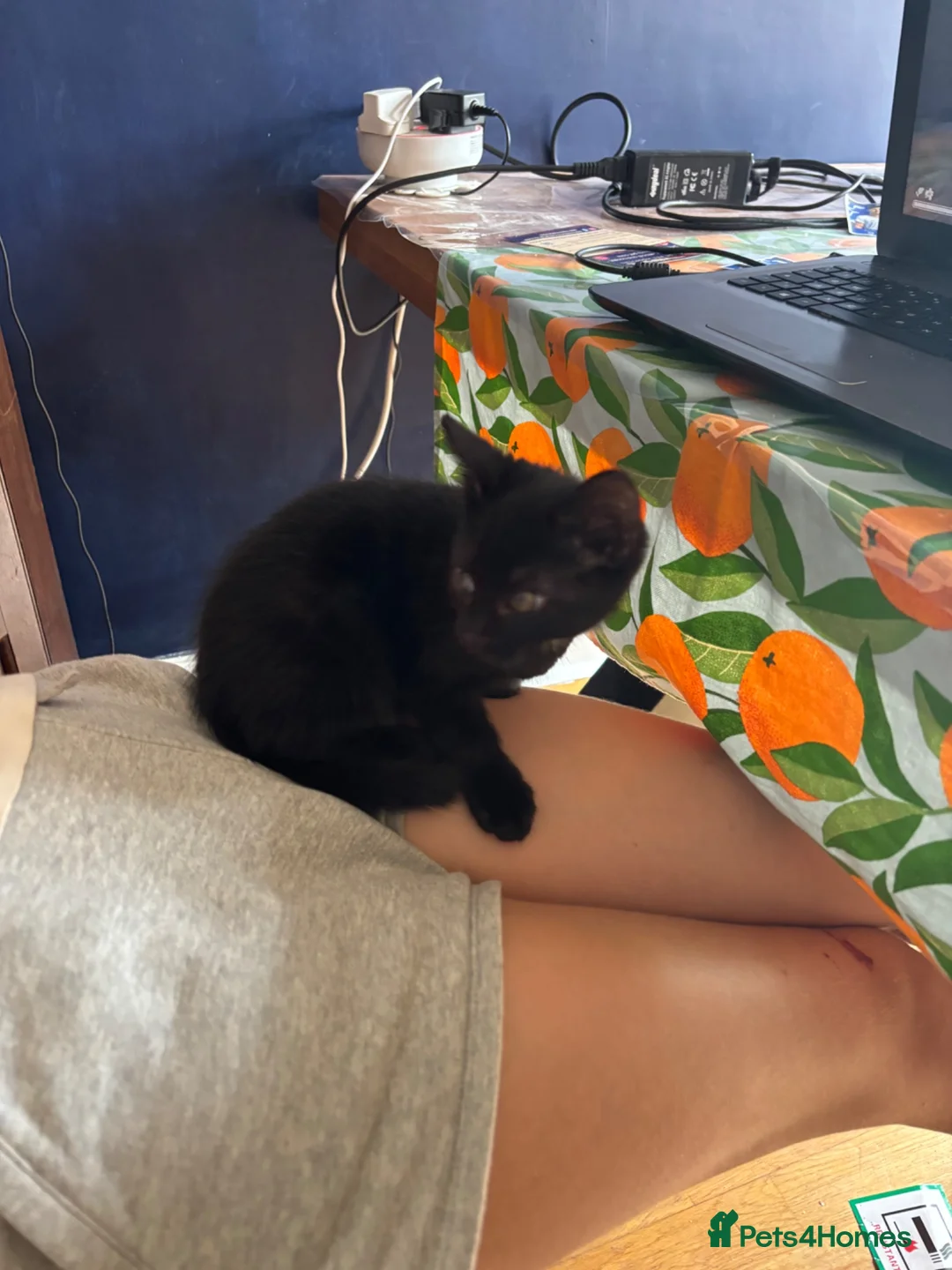 Mixed Breed cats for sale: Adorabile black and white kittens in Southampton - Advert 7