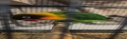 Lovebirds birds for sale: Bonded pair of lovebirds for sale - Advert 10