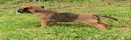 Border Terrier dogs for sale: Champion bred companion  - Advert 7