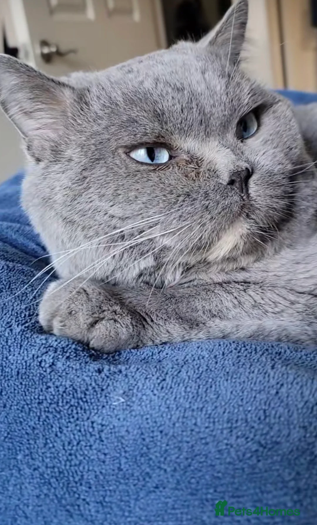 British Shorthair cats for sale: Grey British short hair  in Derby - Advert 2