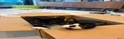 Bombay cats for sale: 2 tuxedo gorgeous brothers! ♥️ - Advert 4