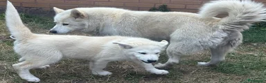 Alaskan Malamute 2