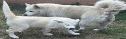 Alaskan Malamute dogs for sale: Pure white Alaskan Malamutes  in Wolverhampton - Advert 5