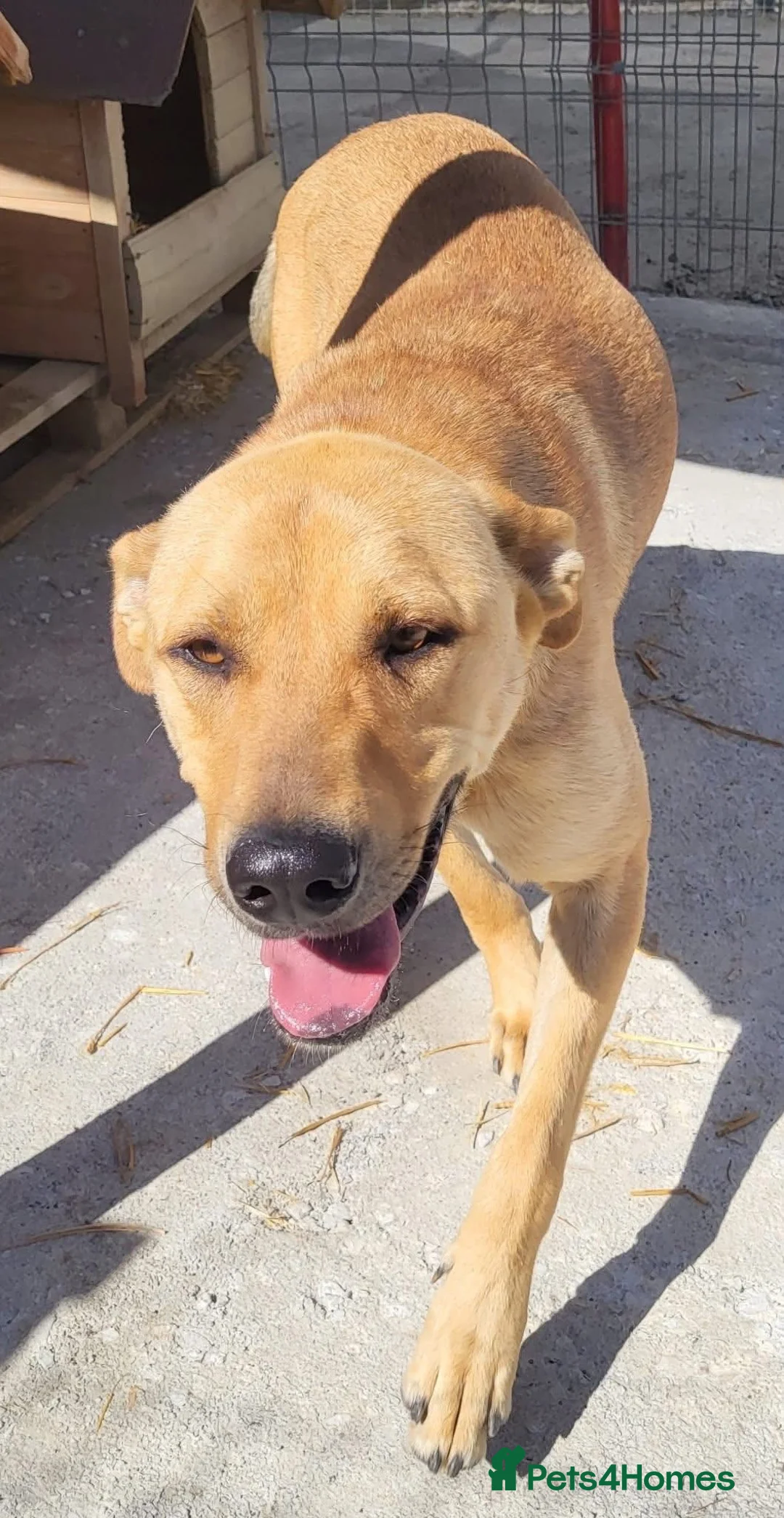 Mixed Breed dogs for adoption: Thor - Dereham Norfolk  in Dereham - Advert 2