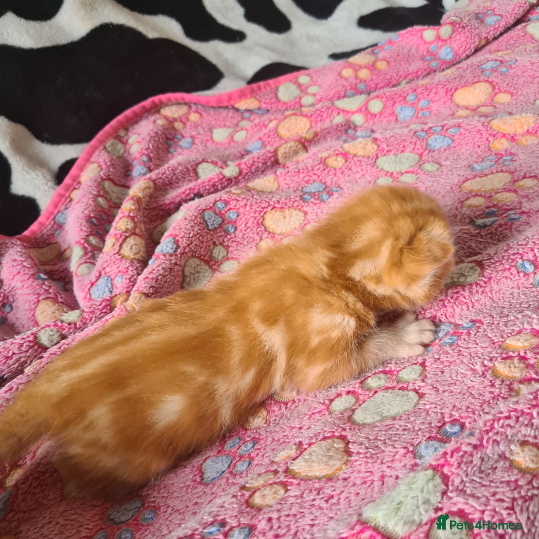 Mixed Breed cats for sale: really beautiful mixed litter - Image 8