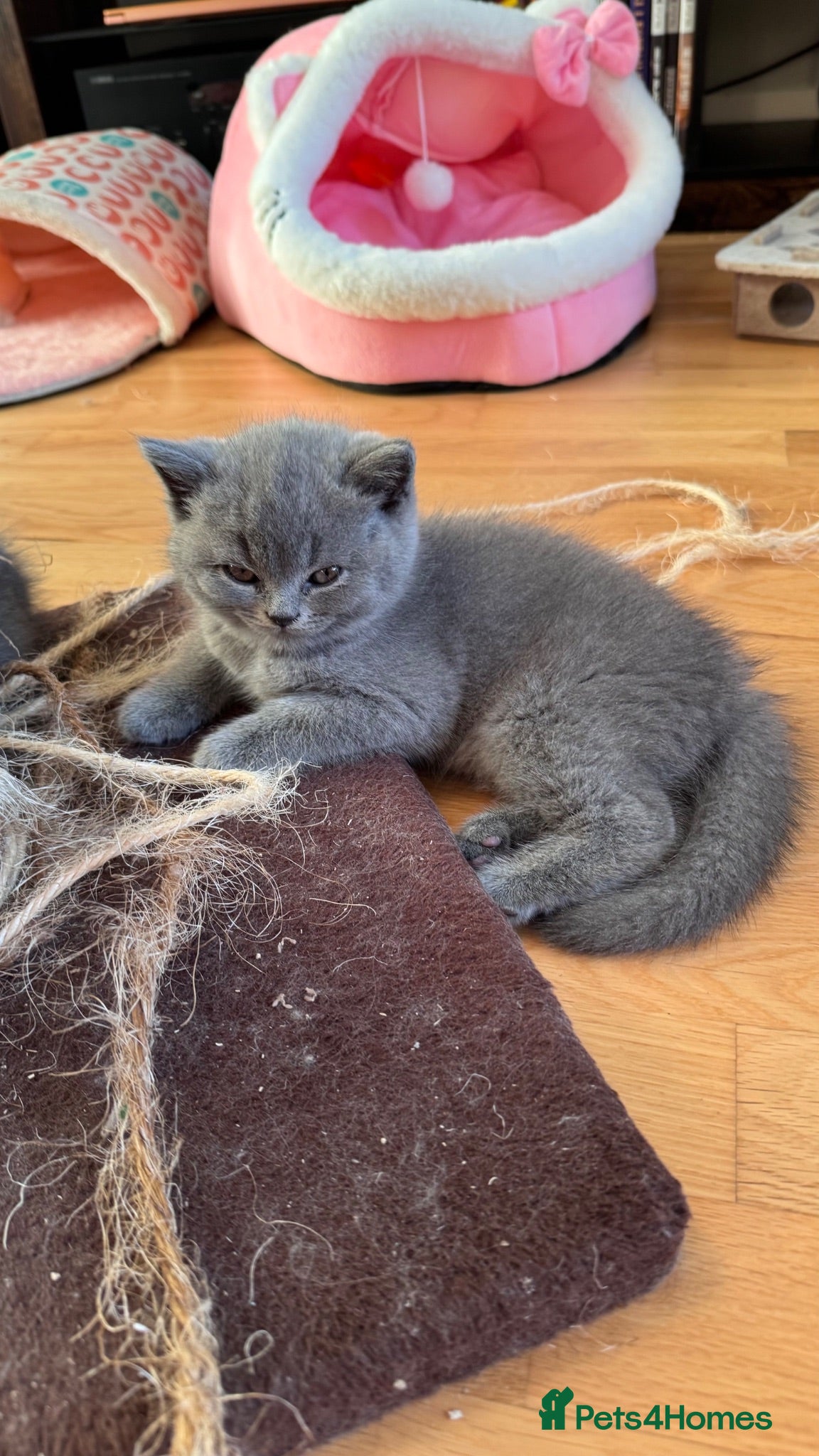 British Shorthair cats Beautiful British Shorthair Kittens - Advert 1