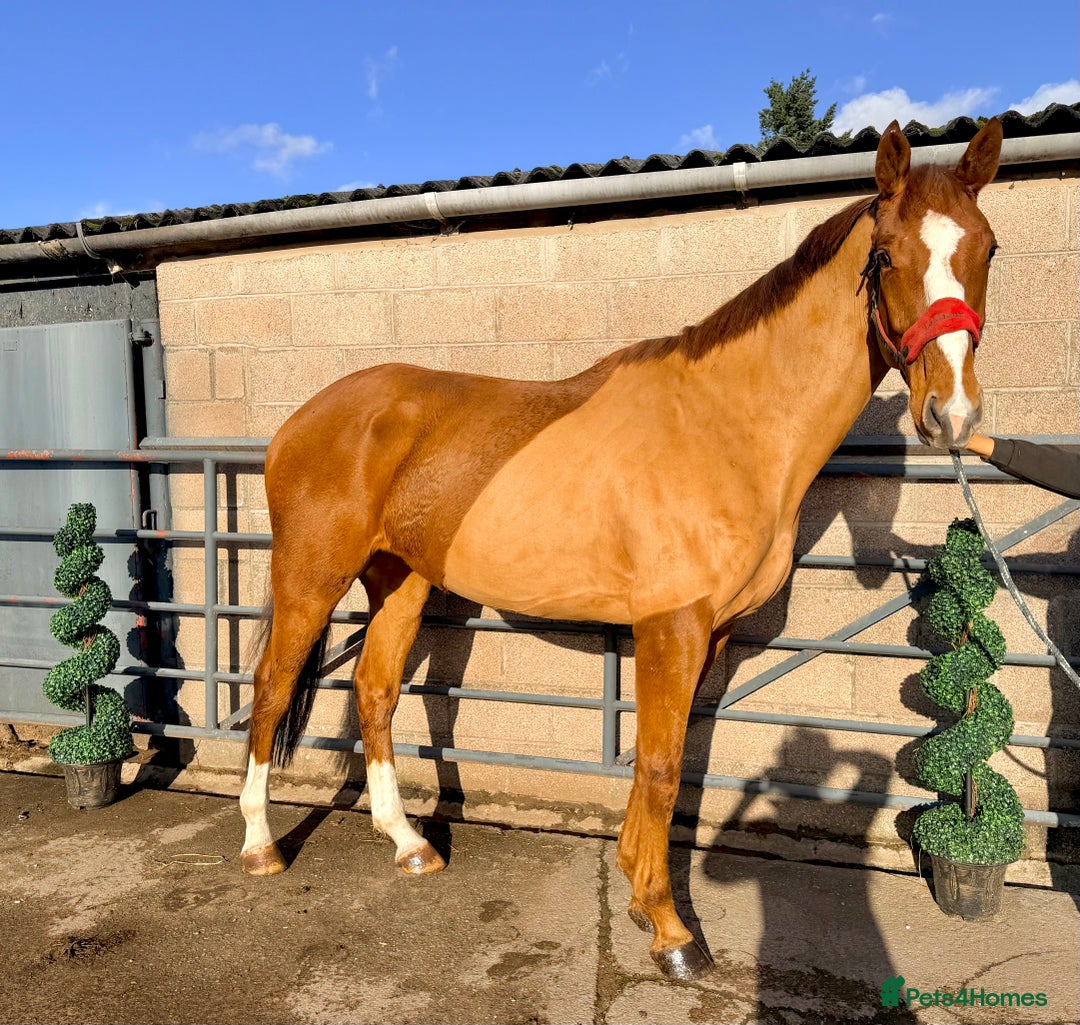 Irish Sports horses for sale: Smashing Youngster By Island Commander  - Advert 1