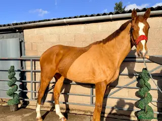 Irish Sports horses Smashing Youngster By Island Commander - Advert 15