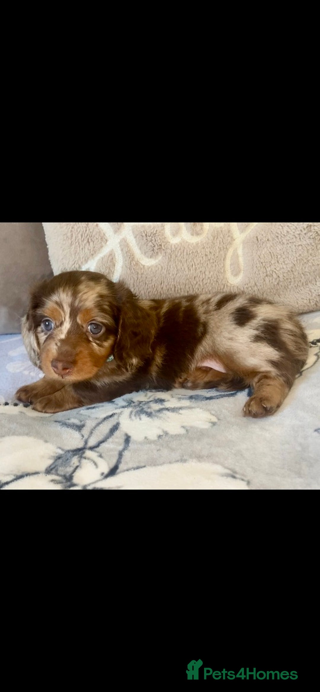 Miniature Dachshund dogs for sale: KC Championship line miniature dachshunds  - Image 25