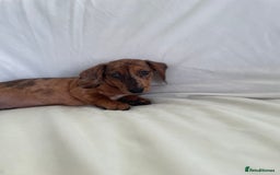 Miniature Dachshund dogs for sale: 🌈😍1 outstanding boy Dachund ready now 😍🌈 - Image 10