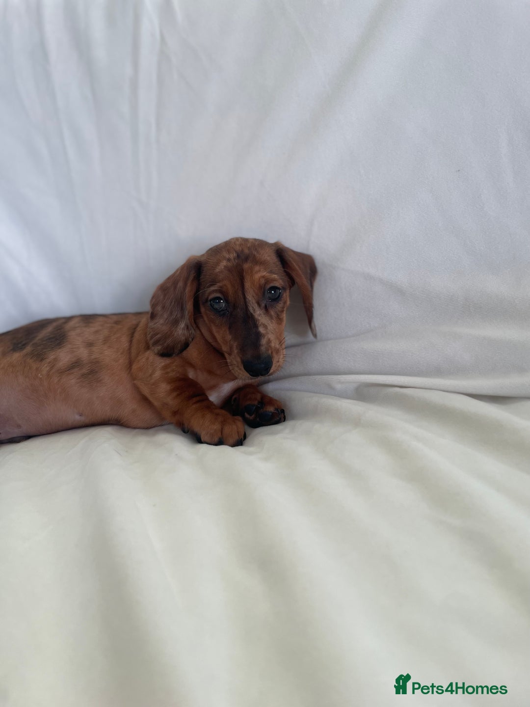Miniature Dachshund dogs for sale: 🌈😍1 outstanding boy Dachund ready now 😍🌈 - Image 10