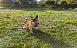 Belgian Shepherd Dog dogs for stud: Big Boy Belgian Shepherd Dog For Stud in Cheltenham - Image 2