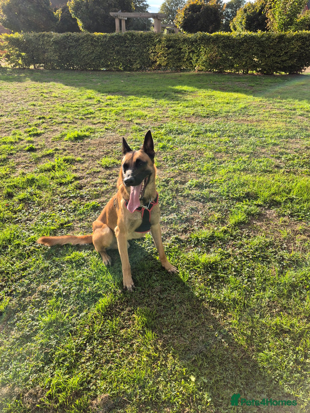 Belgian Shepherd Dog dogs for stud: Big Boy Belgian Shepherd Dog For Stud in Cheltenham - Image 2