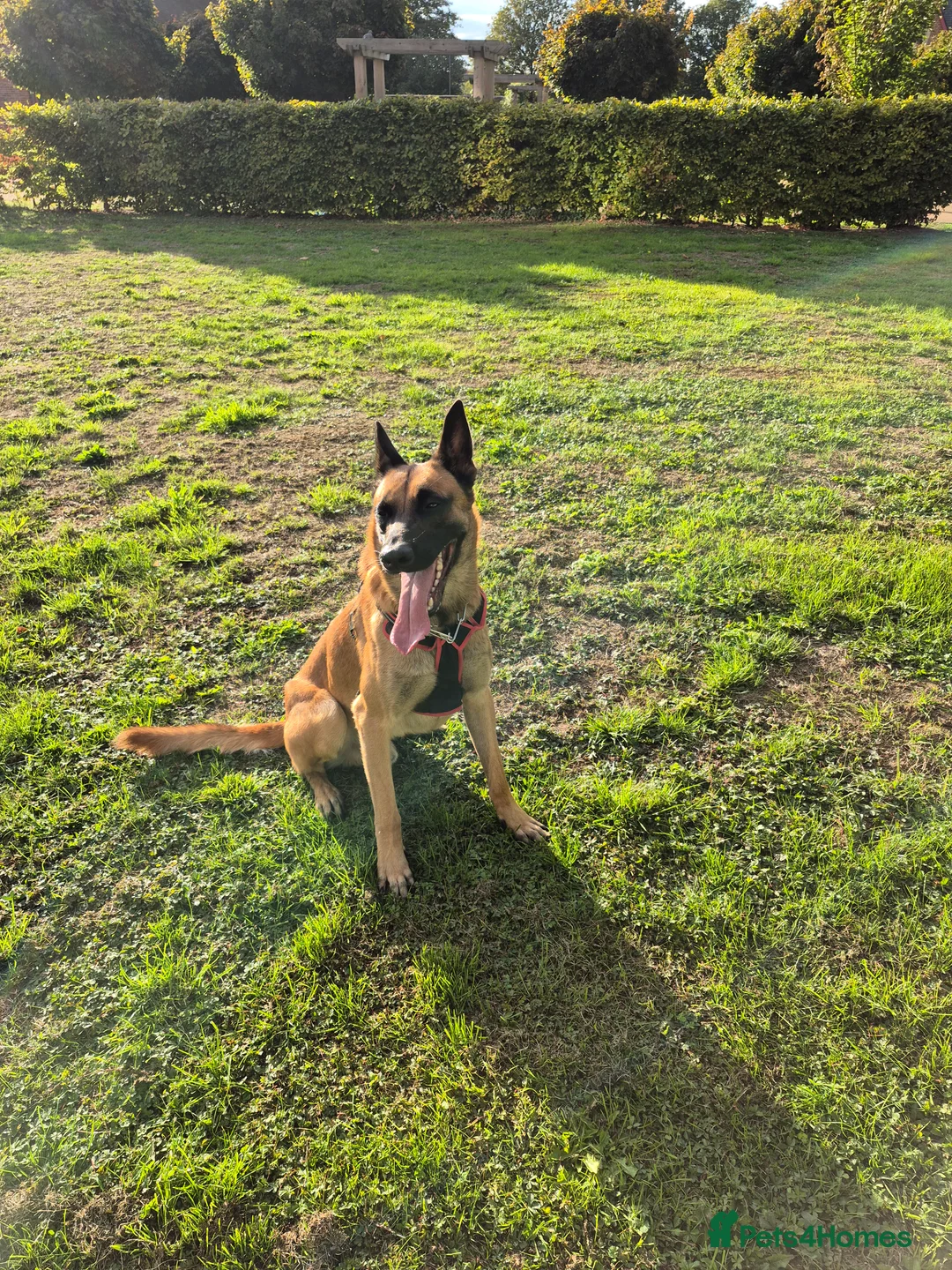 Belgian Shepherd Dog dogs for stud: Belgian Shepherd Dog For Stud in Cheltenham - Advert 2