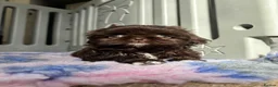 Shih Tzu dogs for sale: 💕Stunning Chocolate Shih Tzu💕 - Advert 11