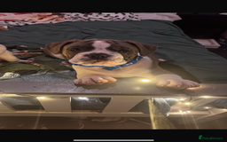 Mixed Breed dogs for sale: english bulldog x old tyme bulldog  - Image 3