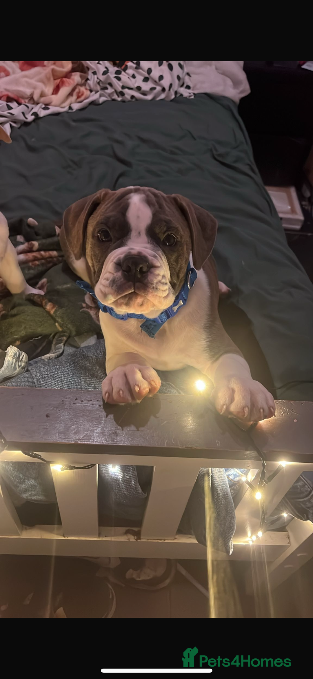 Mixed Breed dogs for sale: english bulldog x old tyme bulldog  - Image 3