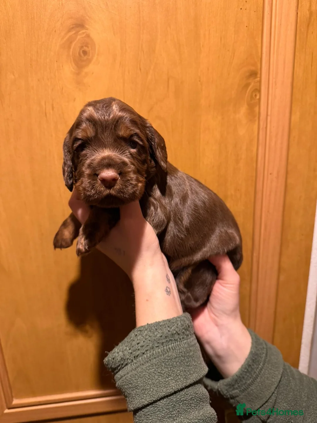 Cocker Spaniel dogs for sale: Fully health tested liver and tan cockers  - Advert 11