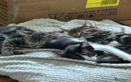 Mixed Breed cats for sale: 3 male kittens  - Image 3