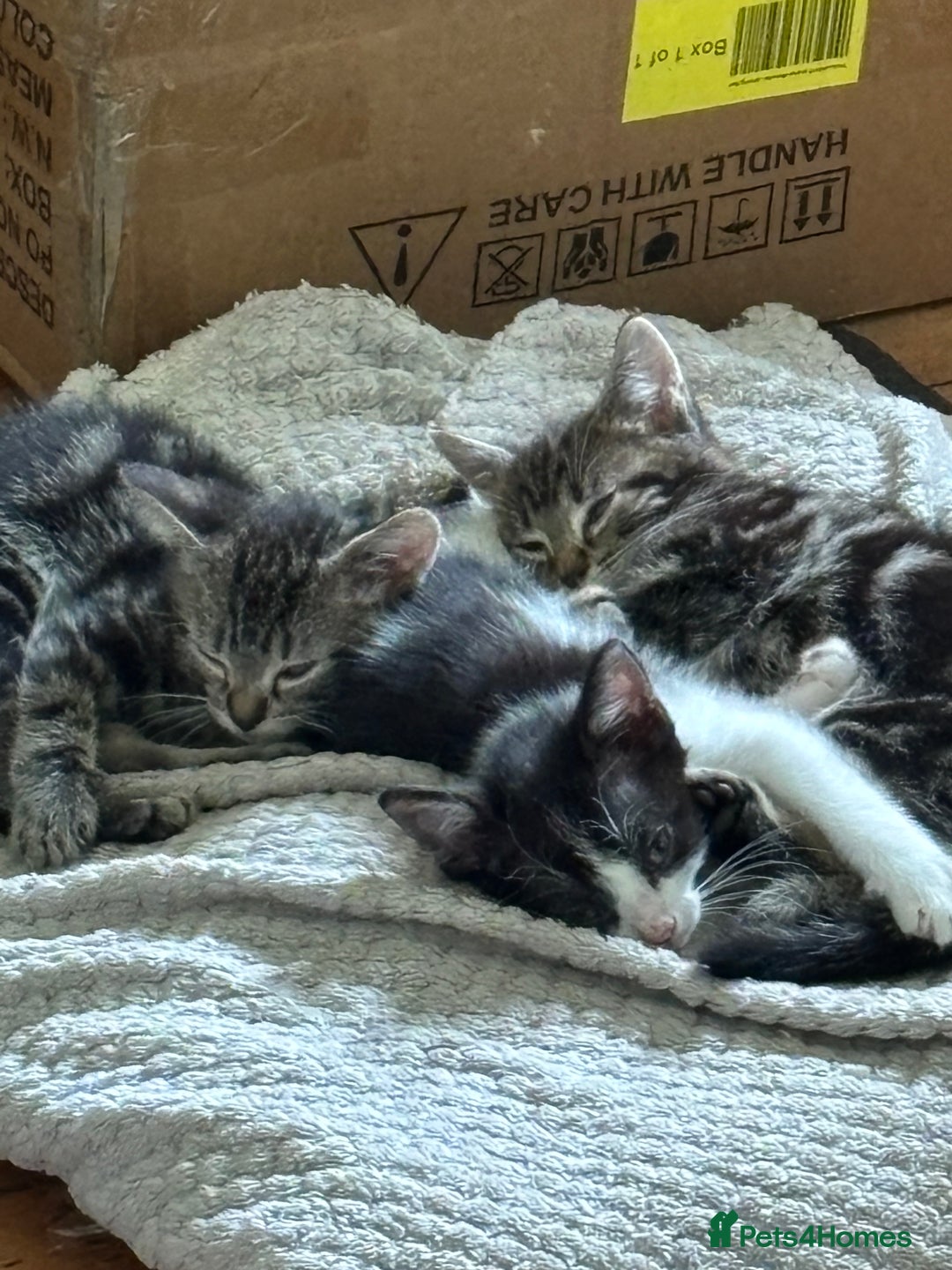 Mixed Breed cats for sale: 3 male kittens  - Image 3
