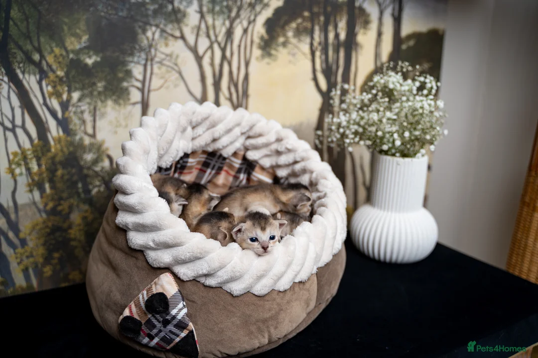 Abyssinian cats for sale: Exceptional Pedigree 6 Abyssinians-Super Friendly - Advert 23