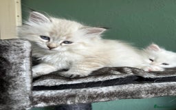 Siberian cats for sale: 😍 Siberian Neva Masquerade kittens 😍 - Image 23