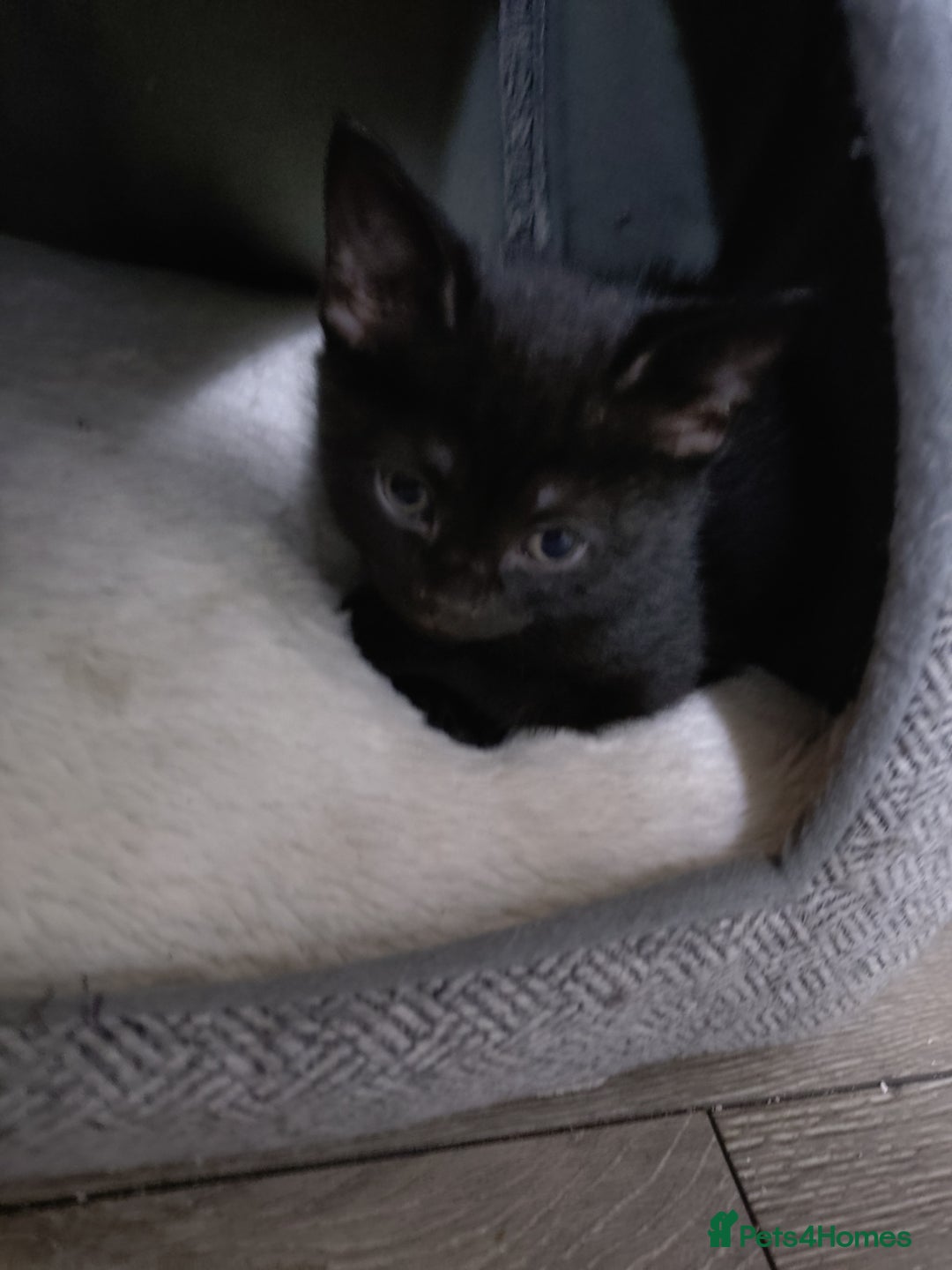 Mixed Breed cats for sale: Kittens - Advert 4