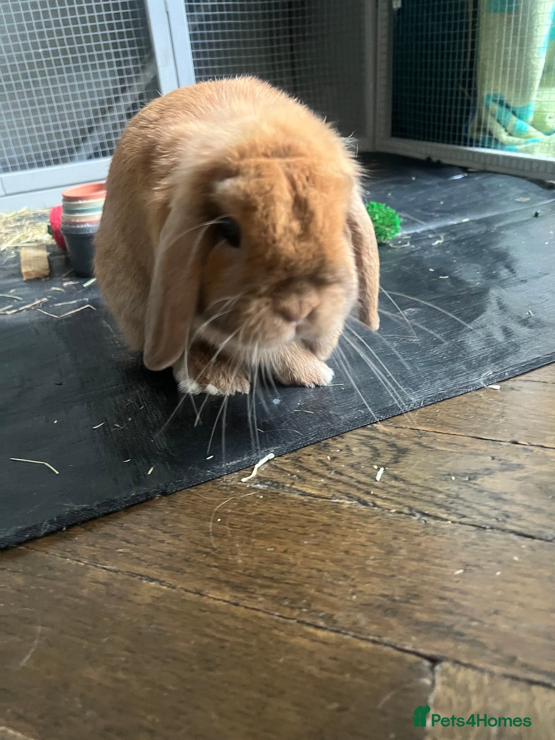Mini Lop rabbits for sale: arlo lop bunny - Image 3