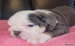 English Bulldog dogs for sale: English Bulldog puppies  - Image 23