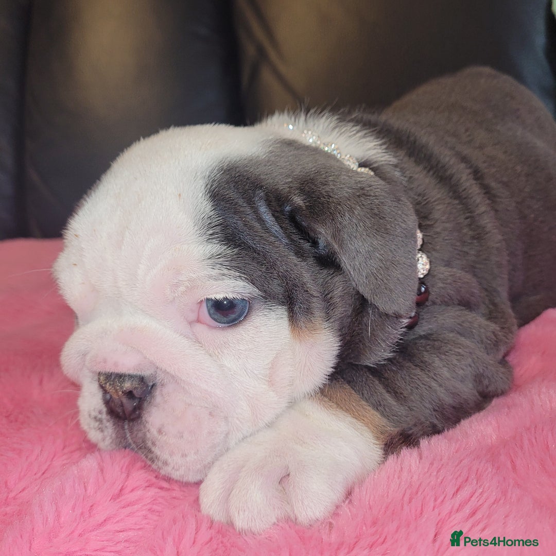 English Bulldog dogs for sale: English Bulldog puppies  - Image 23