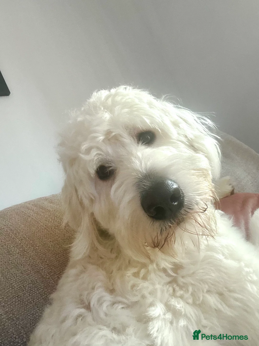 Goldendoodle dogs for sale: Goldendoodle male- Wolfie  - Advert 4