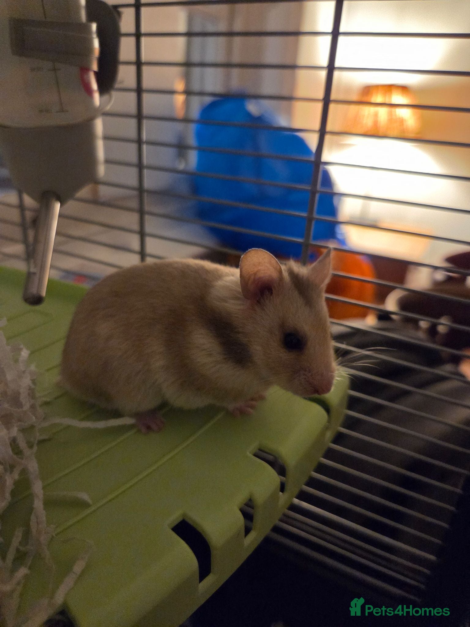 Hamster rodents Syrian Hamster for a lovely home - Advert 1