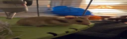 Hamster rodents for sale: Syrian Hamster for a lovely home in London - Advert 1