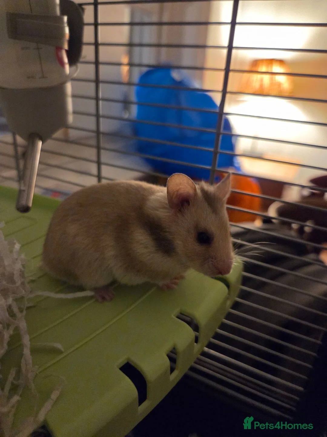 Hamster rodents for sale: Syrian Hamster for a lovely home in London - Advert 1