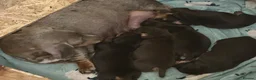 Miniature Dachshund dogs for sale: ✨KC REG MINIATURE DACHSHUNDS✨ - Advert 7