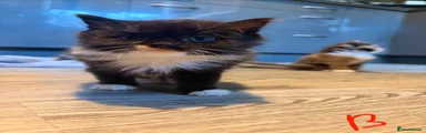 British Longhair 2