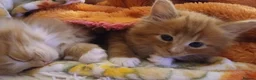 British Longhair cats for sale: Medium haired ginger kittens - Advert 6