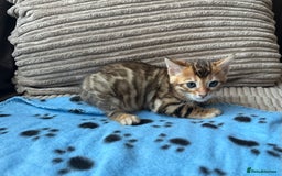 Bengal cats for sale: TICA Bengal kittens for sale . 🐱 - Image 14