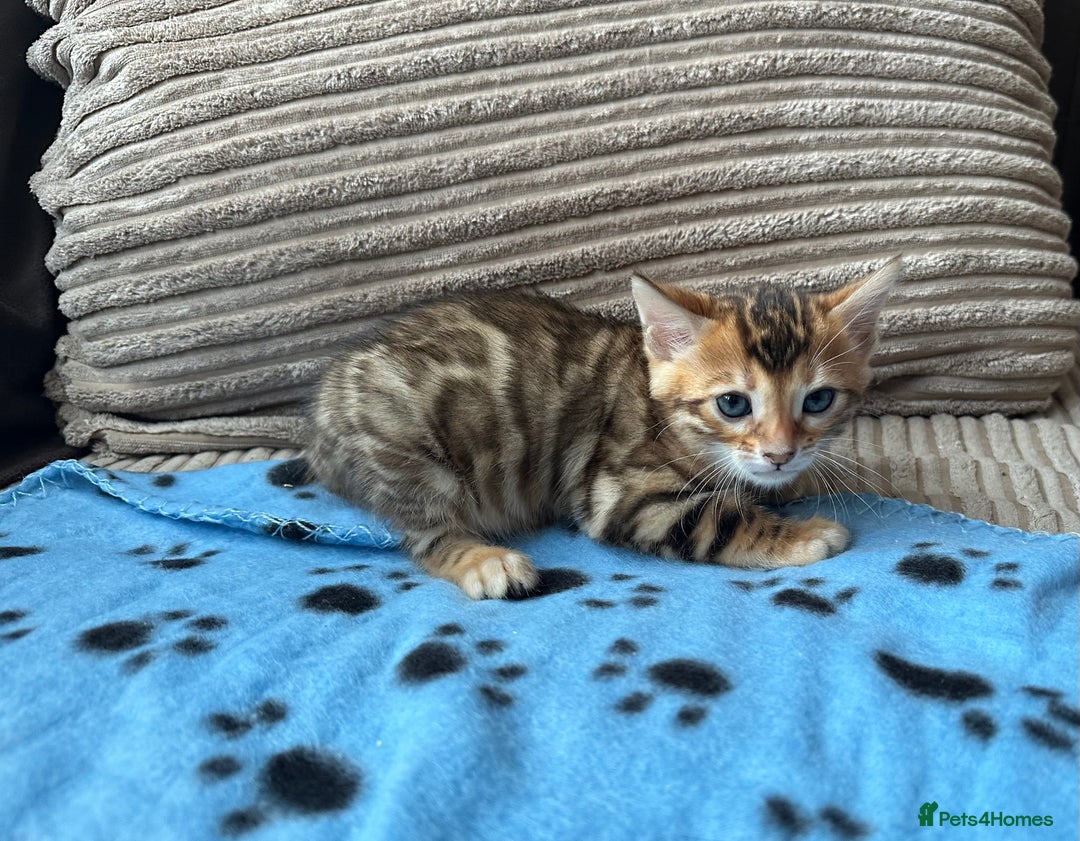 Bengal cats for sale: TICA Bengal kittens for sale . 🐱 - Image 14