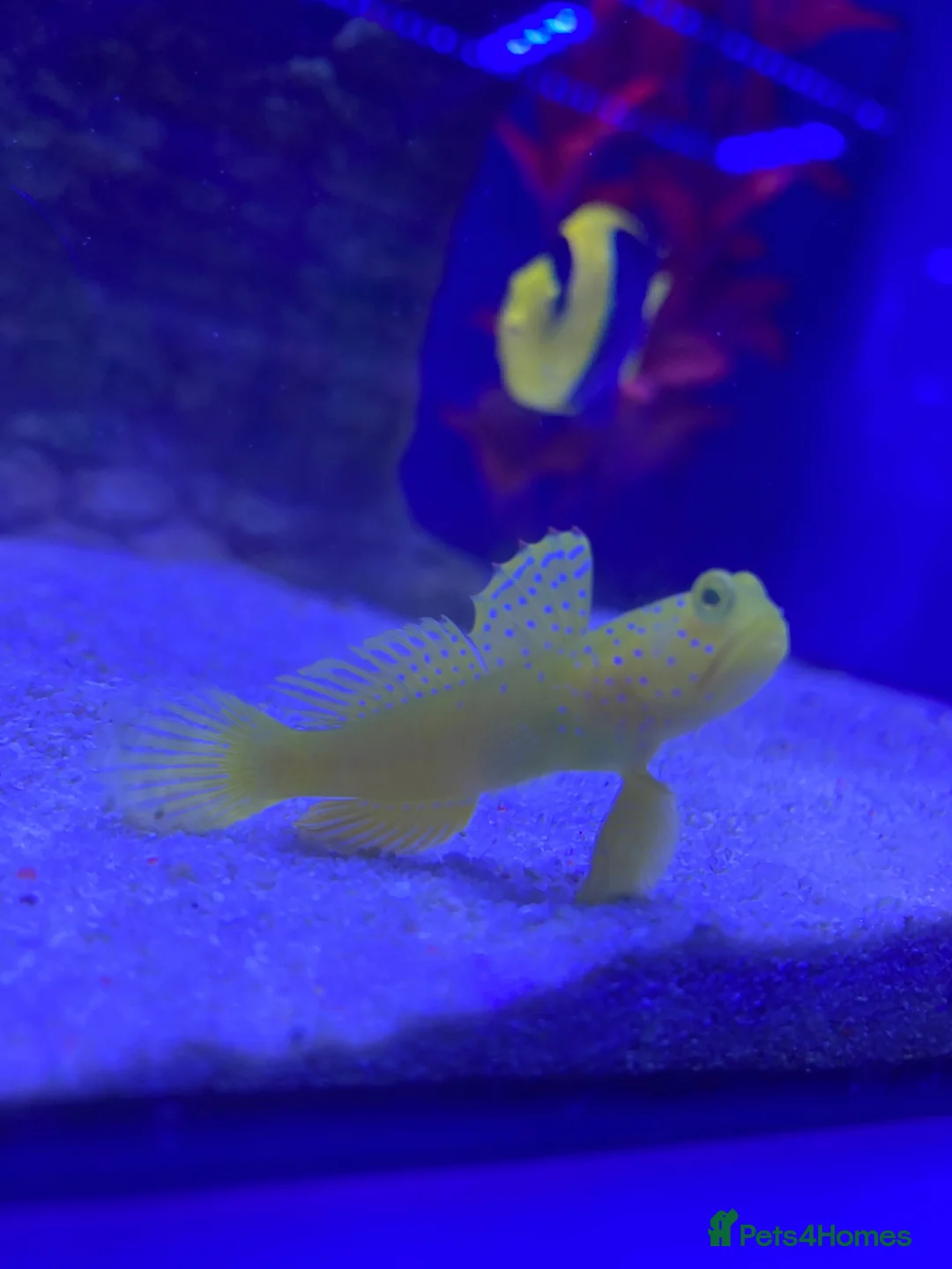 Other/Mixed Breed fish for sale: Full set up Marine fish tank - Advert 1