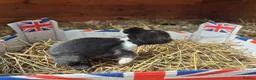 Lionhead rabbits for sale: Double Mane Lionhead Bunnies  - Advert 5
