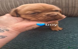 Dogue De Bordeaux dogs for sale: Dogue de bordeaux puppies - Image 13